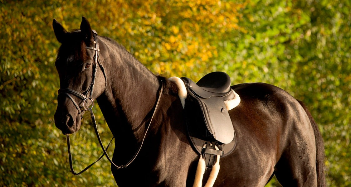 Staffe Pelle Staffe In Vera Pelle Inglese Majestic Ally - Confezione Da 2 Per Equitazione Staffe Cavallo Vera Pelle - 3