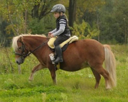 Christ Shetland size Premium PLUS Sheepskin Bareback Riding Pad for small children