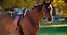 Load image into Gallery viewer, Werner Christ Lammfelle Sheepskin Endurance Saddle Pad